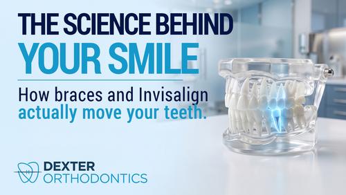 Clear dental model with a highlighted tooth root, illustrating the biological process of bone remodeling that allows braces and Invisalign to gradually move teeth.